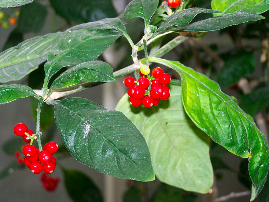 Các nhà nghiên cứu cho biết lá của cây matalafi có thể điều trị Covid-19