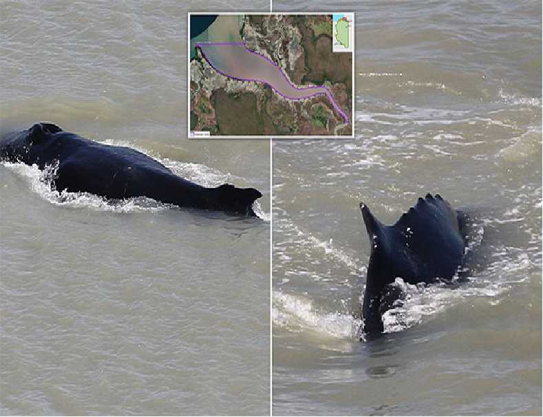 Cá voi lưng gù xuất hiện trên sông East Alligator
