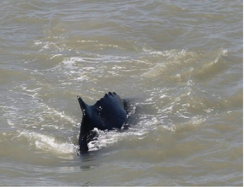 Chú cá voi mắc kẹt trên sông East Alligator