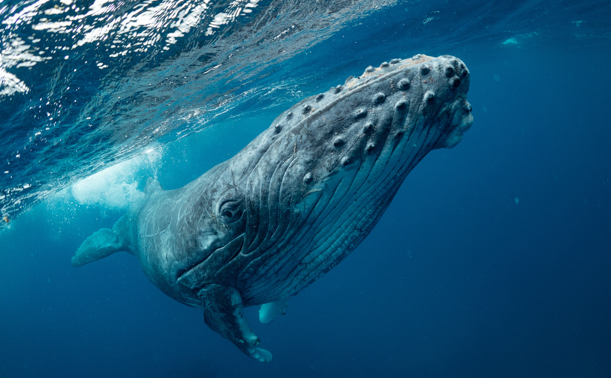 Cấu trúc khoang miệng đặc biệt của cá voi lưng gù giúp nó bắt và tiêu thụ được một lượng lớn sinh vật biển