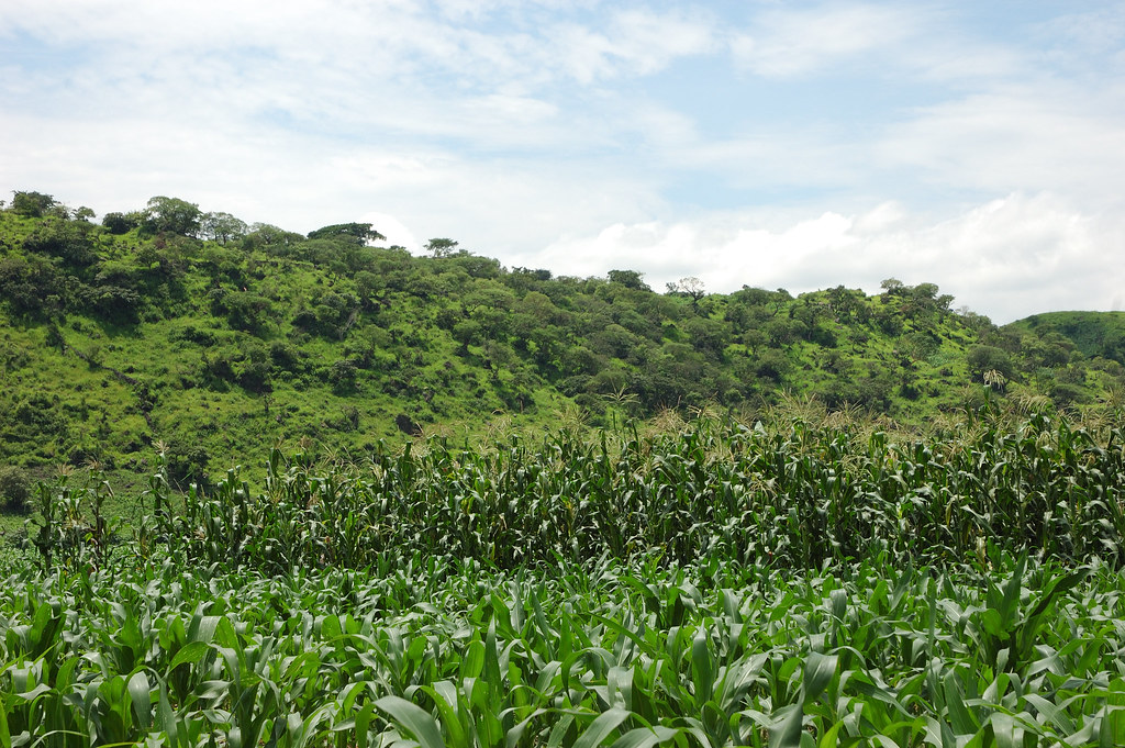Giống ngô Jala landrace được trồng ở thị trấn nhỏ Mexico