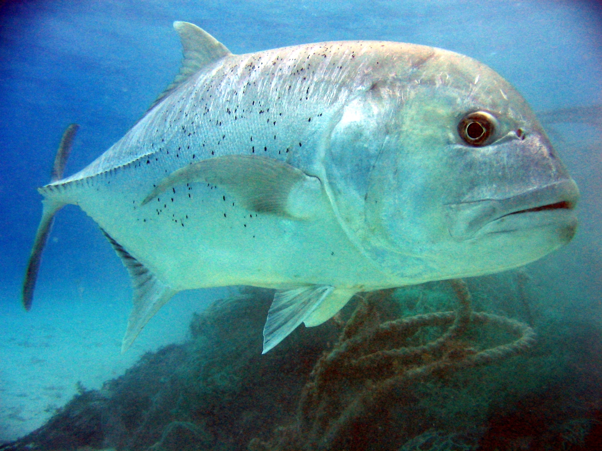 Bộ Cá khế bao gồm 5 họ, được tách ra từ bộ Perciformes