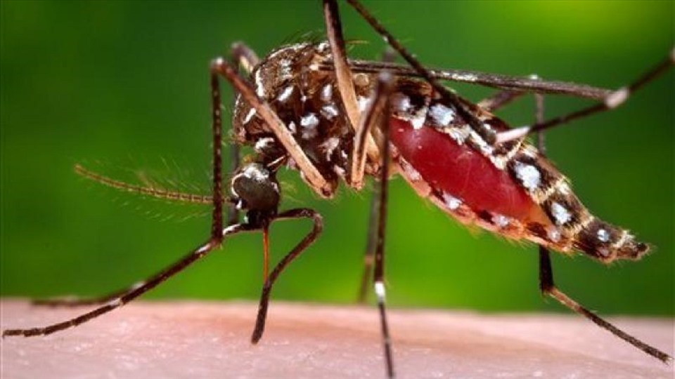 Sốt xuất huyết là bệnh truyền nhiễm cấp tính do virus Dengue gây ra