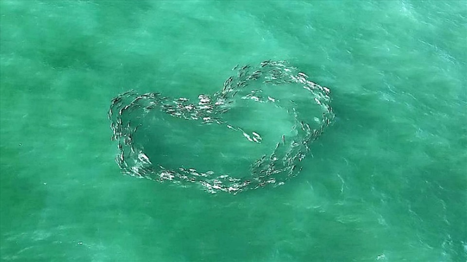 Đàn cá khế bơi tạo thành hình trái tim giữa biển khơi
