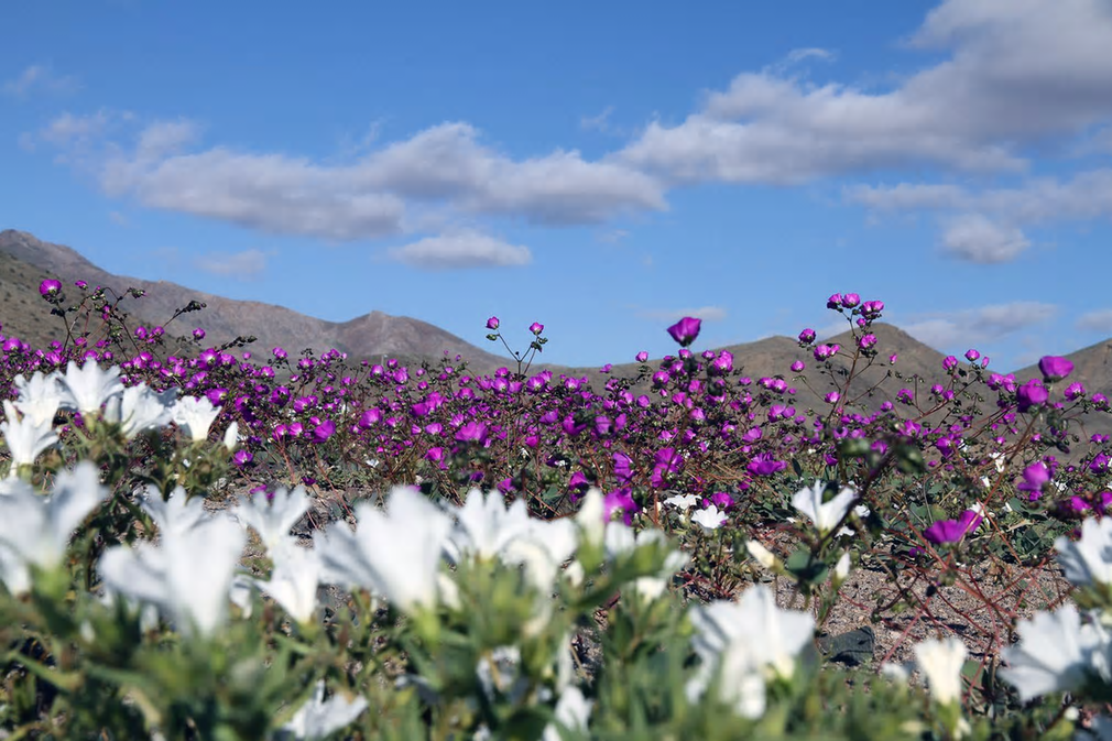 Sa mạc Atacama phủ kín sắc tím rực rỡ bởi những bông hoa dại