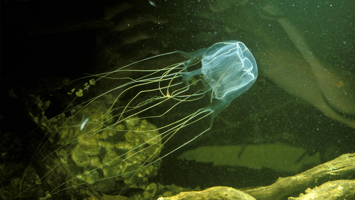 Sứa hộp là loài tiến hóa cao nhất trong các loài sứa