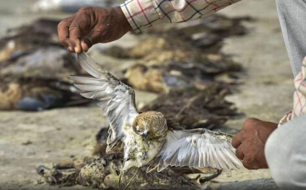 Chim chết hàng loạt thưởng xảy ra vào tháng 9,10 hàng năm