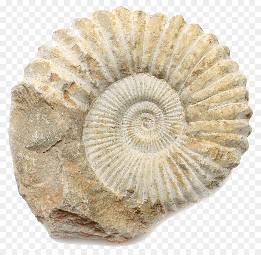 Sinh vật biển khổng lồ thuộc phân lớp Cúc đá xuất hiện 80 triệu năm trước
