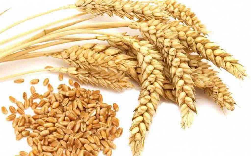 Lúa mạch biến đổi gene có thể tạo ra protein trong phòng thí nghiệm
