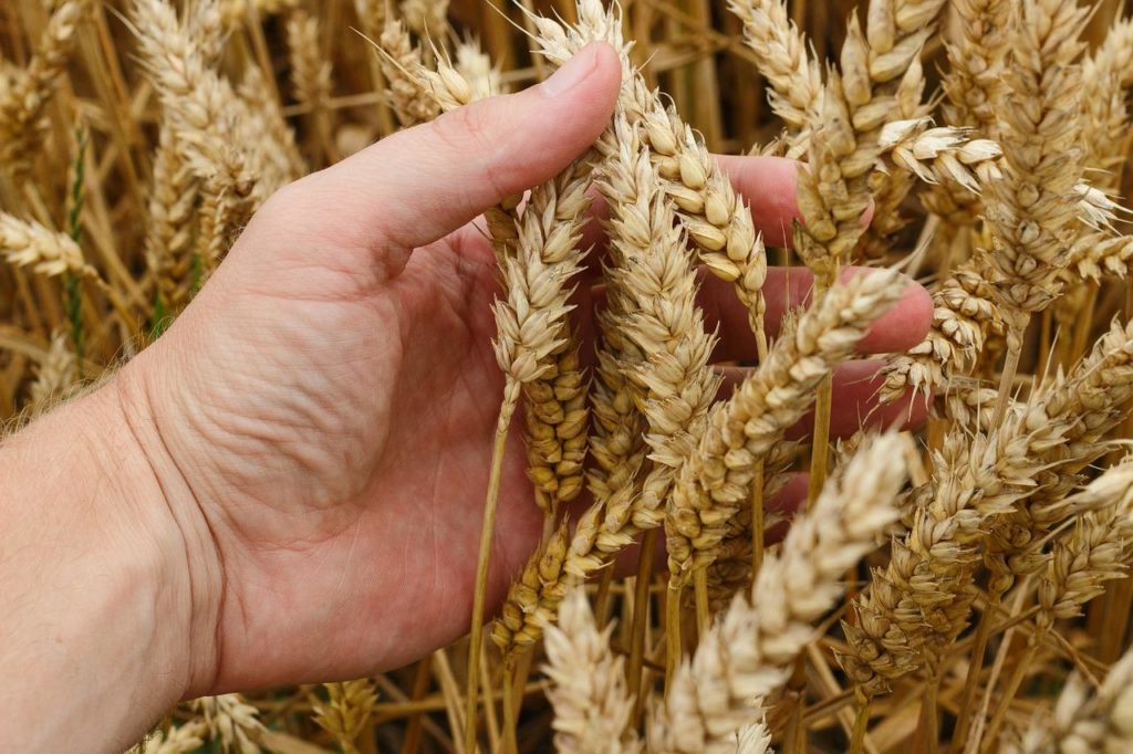 Lúa mạch là loại cây lý tưởng để sản xuất các yếu tố tăng trưởng