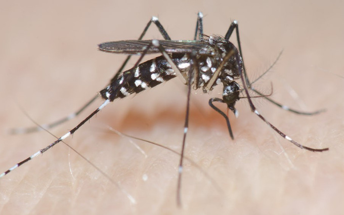 Muỗi vằn loại muỗi gây bệnh sốt xuất huyết