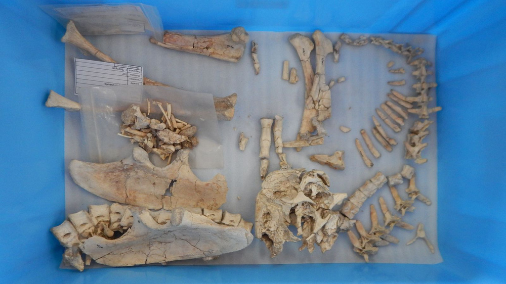 Phát hiện bất ngờ từ hóa thạch của loài khủng long Osoko avarsan