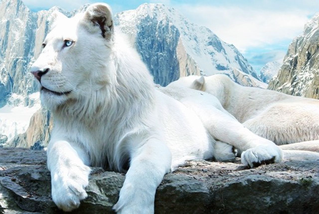 Sư tử trắng