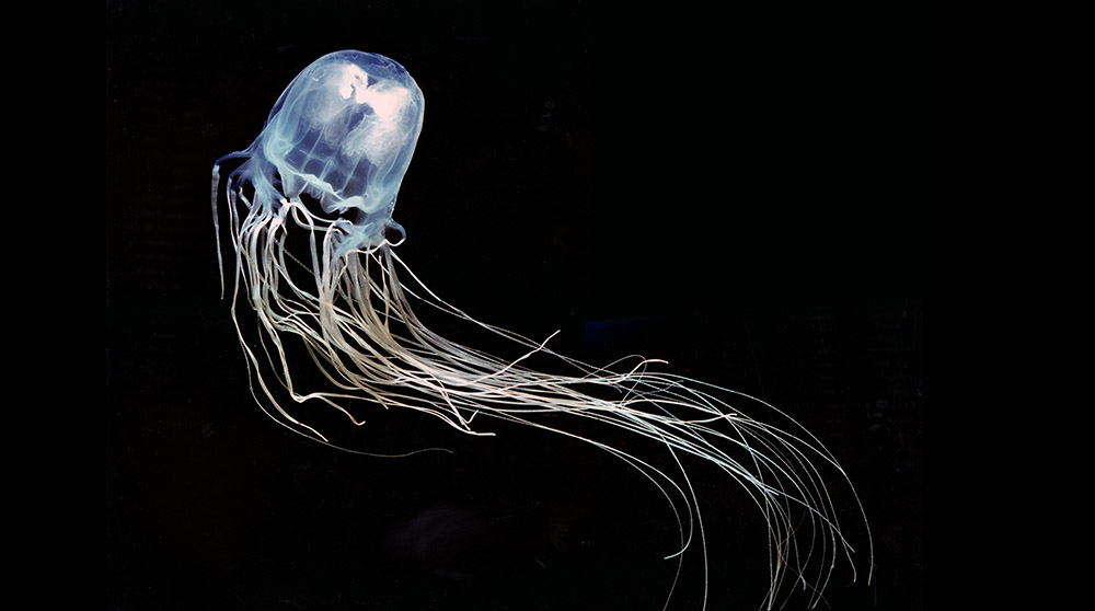 Một trong những loài sứa nguy hiểm nhất trên thế giới: Sứa hộp