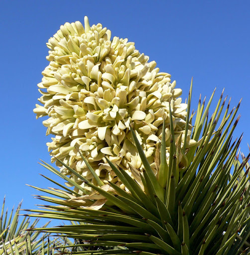 Phát hiện cây cọ Yucca kì lạ mọc tại sa mạc tại Mỹ